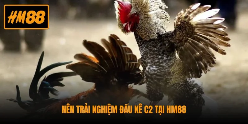 Nên trải nghiệm đấu kê C2 tại HM88
