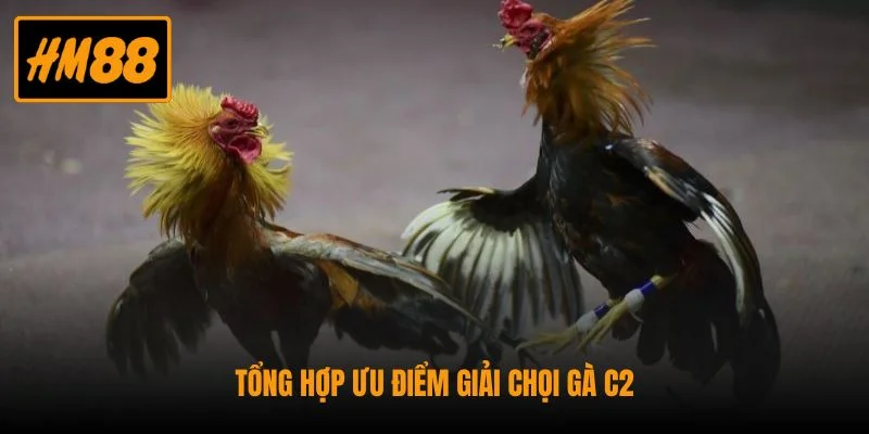 Tổng hợp ưu điểm giải chọi gà C2