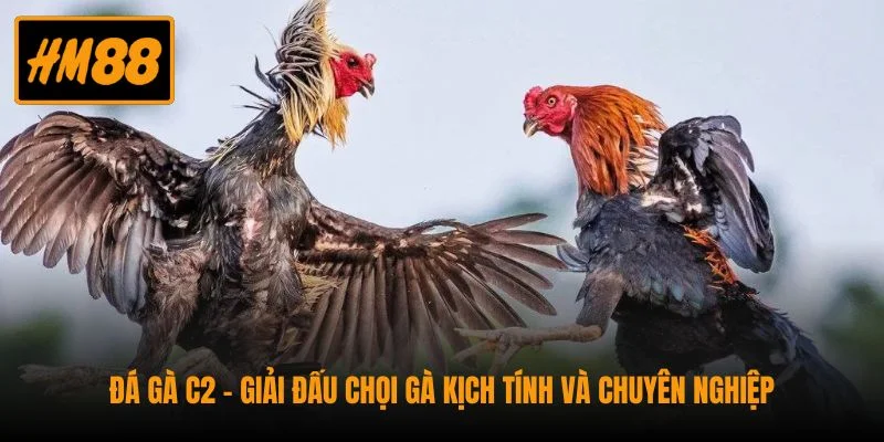 Đá Gà C2 - Giải Đấu Chọi Gà Kịch Tính Và Chuyên Nghiệp
