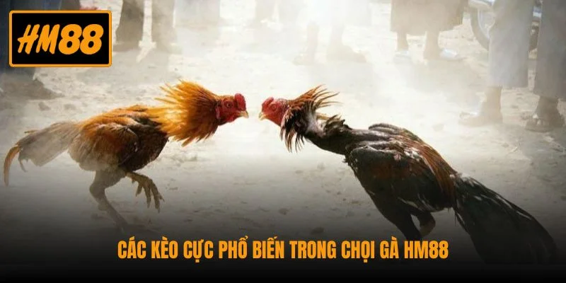 Các kèo cực phổ biến trong chọi gà HM88
