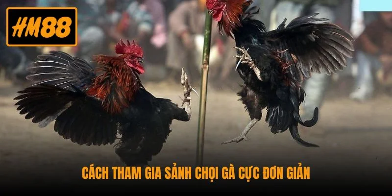 Cách tham gia sảnh chọi gà cực đơn giản