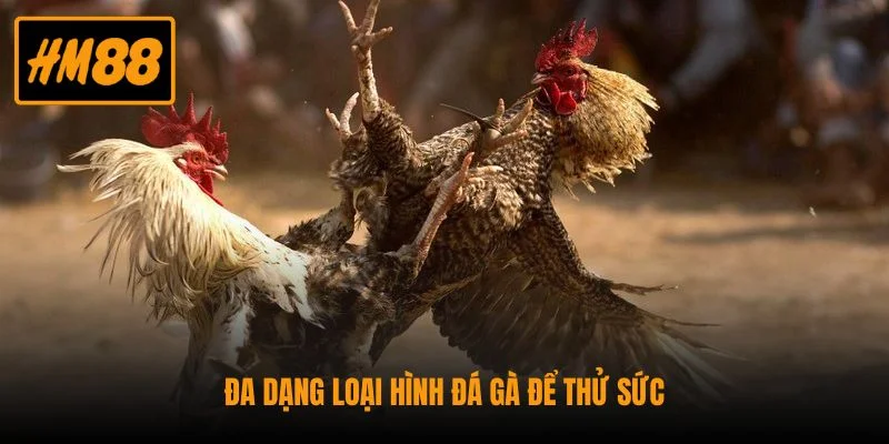 Đa dạng loại hình đá gà để thử sức