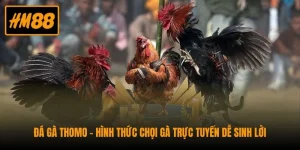 Đá Gà Thomo - Hình Thức Chọi Gà Trực Tuyến Dễ Sinh Lời