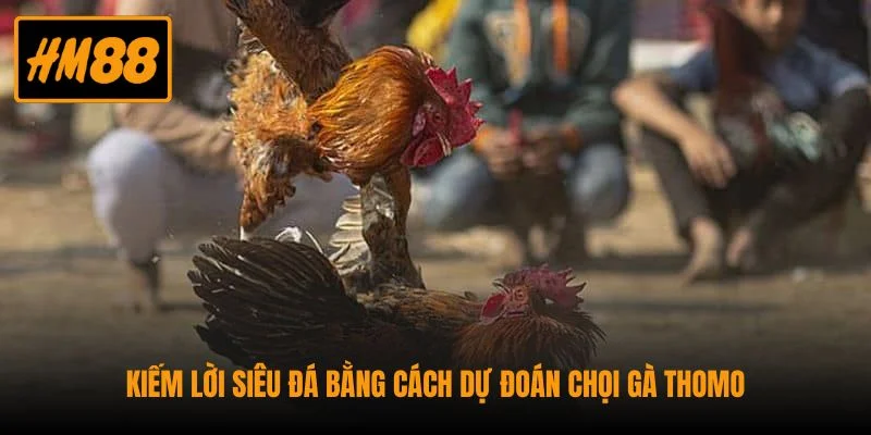 Chọi gà ở Thomo sở hữu quy chuẩn chi tiết, chuyên nghiệp