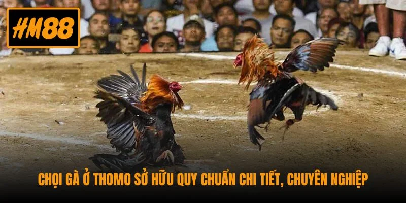 Kiếm lời siêu đá bằng cách dự đoán chọi gà Thomo