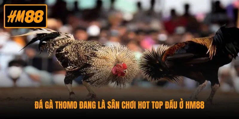 Đá gà Thomo đang là sân chơi hot top đầu ở HM88