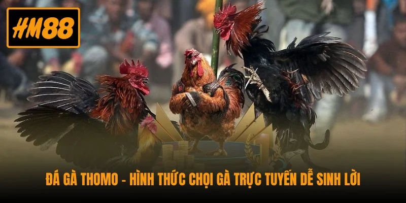 Đá Gà Thomo - Hình Thức Chọi Gà Trực Tuyến Dễ Sinh Lời